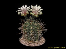 Gymnocalycium anisitsii 52